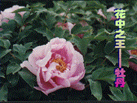 【苏教版】生物七年级上册：3.5.5《植物的开花和结果》教学课件（1）