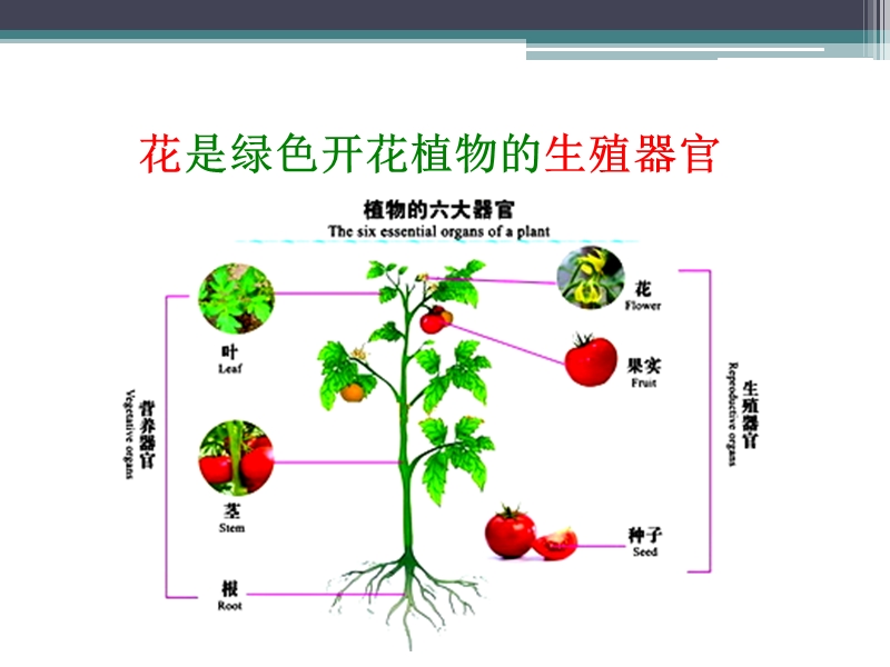 【苏教版】生物七年级上册：3.5.5《植物的开花和结果》ppt教学课件（3）_第3页