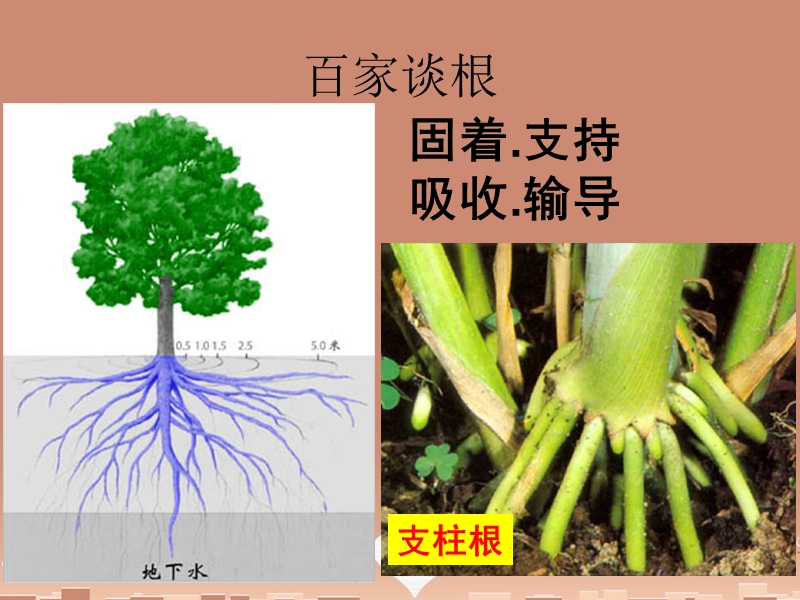 【苏教版】生物七年级上册：3.5.2《植物根的生长》课件（4）_第3页
