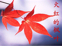 【北京版】语文二年级上册：第4课《火红的枫叶》课件（1）