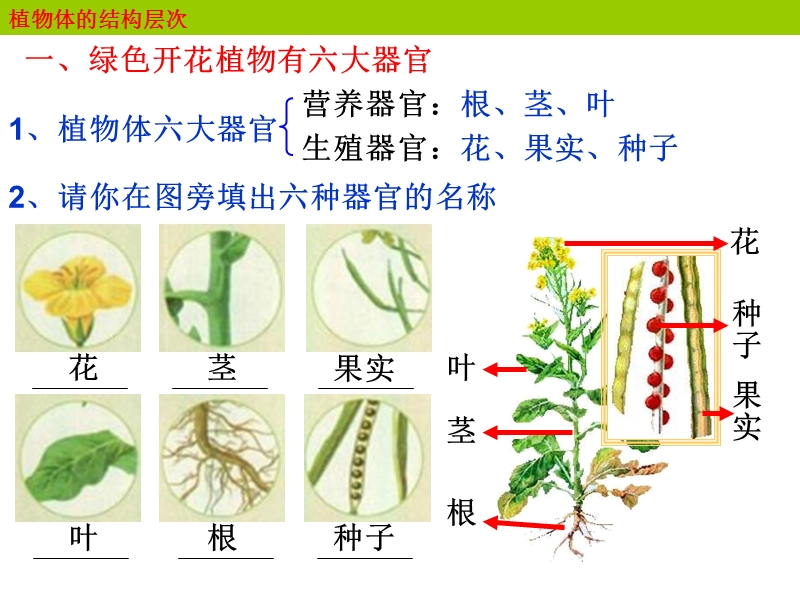 【人教版】生物七年级上：2.2.3《植物体的结构层次》课件（1）_第3页