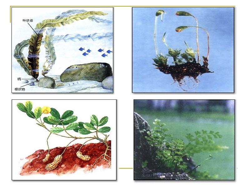【人教版】生物七年级上：3.1.1《藻类、苔藓和蕨类植物》课件（2）_第3页