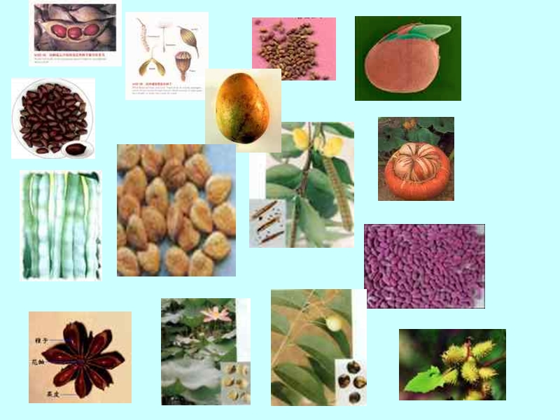 【人教版】生物七年级上：3.1.2《种子植物》课件（4）_第3页