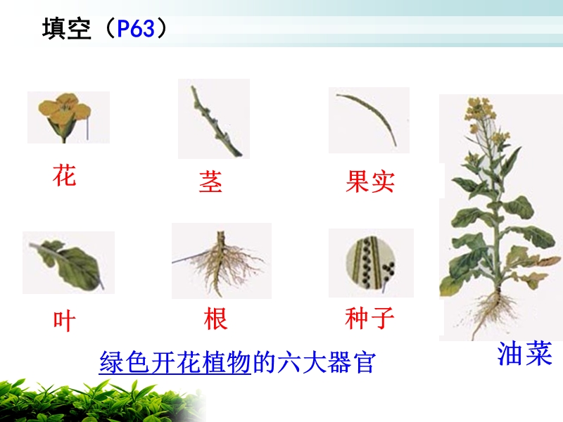 【人教版】生物七年级上：2.2.3《植物体的结构层次》课件（2）_第3页