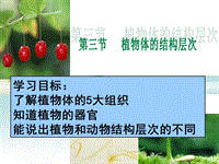 【人教版】生物七年级上：2.2.3《植物体的结构层次》课件（2）