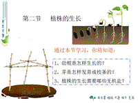 【人教版】生物七年级上：3.2.2《植株的生长》课件（2）