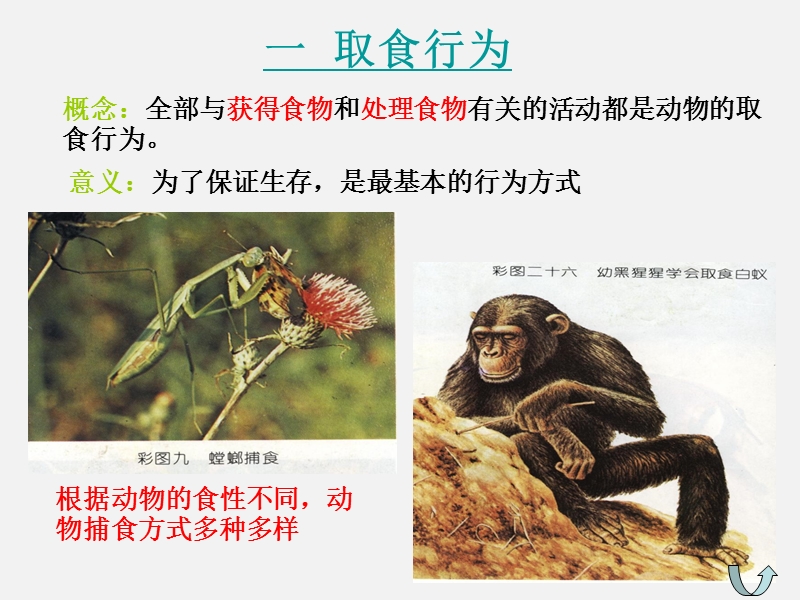 【北师大版】生物八年级上：16.2《动物行为的主要类型》课件（3）_第3页