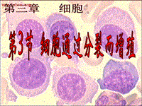 【北师大版】生物七年级上册：2.3.3《细胞通过分裂而增殖》课件（4）