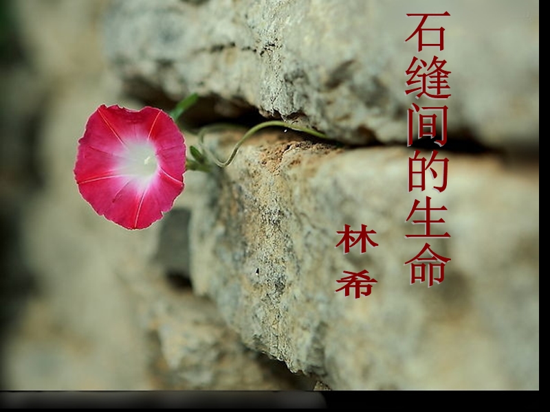 【沪教版】语文八年级上册：第7课《石缝间的生命》课件（1）_第1页