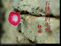 【沪教版】语文八年级上册：第7课《石缝间的生命》课件（1）