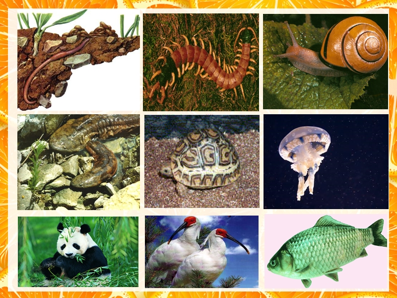 【苏教版】生物八年级上册：14.2《千姿百态的动物世界》课件（3）_第2页