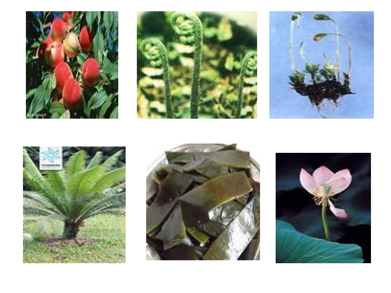 【苏教版】生物八年级上册：14.1《五彩缤纷的植物世界》课件（1）_第1页