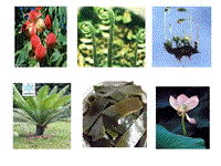 【苏教版】生物八年级上册：14.1《五彩缤纷的植物世界》课件（1）