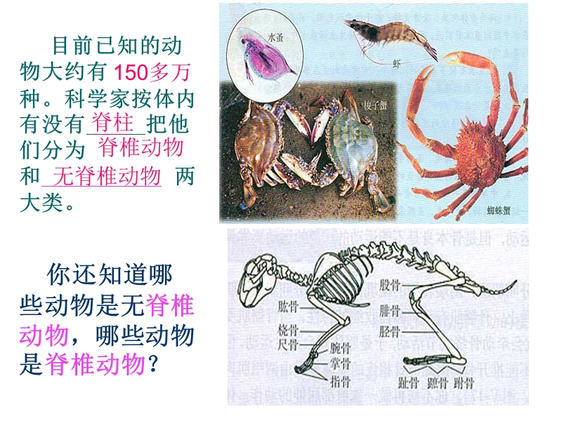 【苏教版】生物八年级上册：14.2《千姿百态的动物世界》课件（1）_第2页