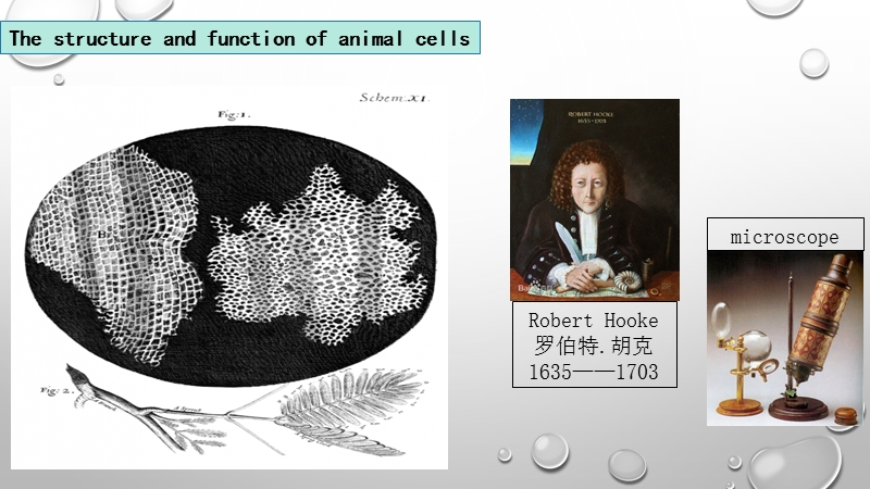 【苏教版】生物七年级上册：2.3.2《人和动物细胞的结构和功能》课件（2）_第2页