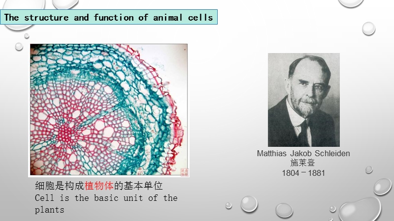 【苏教版】生物七年级上册：2.3.2《人和动物细胞的结构和功能》课件（2）_第3页