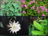 【沪科版】高中生命科学第二册：5.5《植物生长发育的调节》课件4