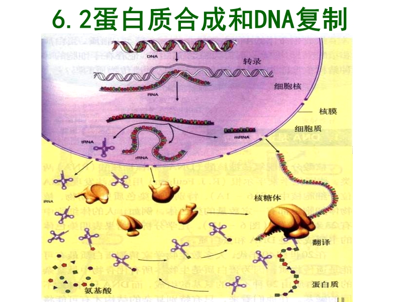 【沪科版】高中生命科学第二册：6.2《DNA复制和蛋白质合成》课件3_第1页