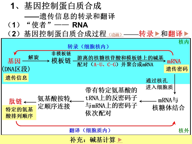 【沪科版】高中生命科学第二册：6.2《DNA复制和蛋白质合成》课件3_第3页
