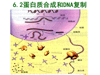 【沪科版】高中生命科学第二册：6.2《DNA复制和蛋白质合成》课件3