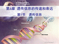 【沪科版】高中生命科学第二册：6.1《遗传信息》课件4