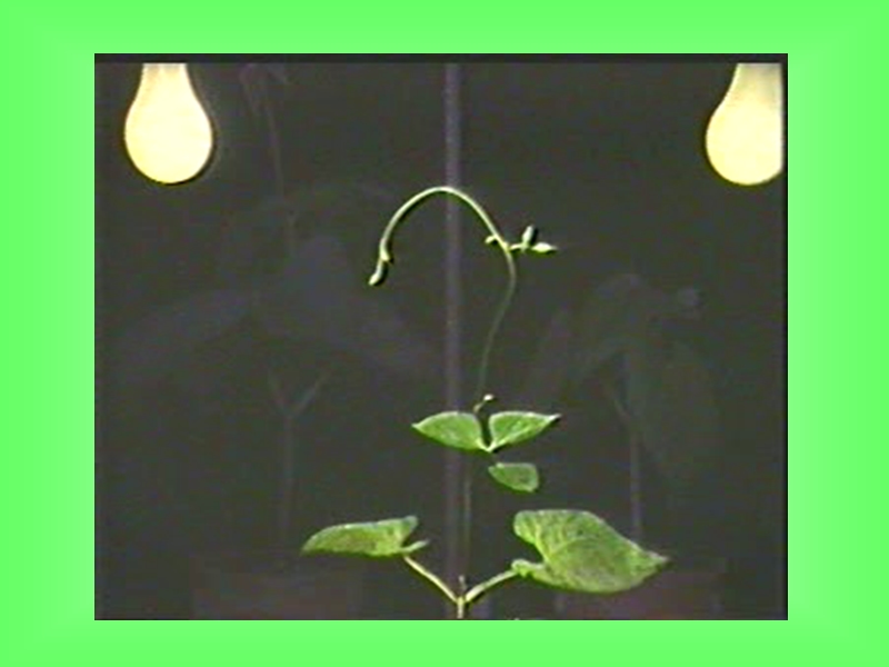 【沪科版】高中生命科学第二册：5.5《植物生长发育的调节》课件3_第2页