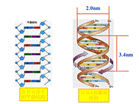 【沪科版】高中生命科学第二册：6.2《DNA复制和蛋白质合成》课件2
