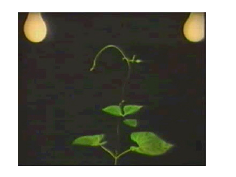 【沪科版】高中生命科学第二册：5.5《植物生长发育的调节》课件5_第2页