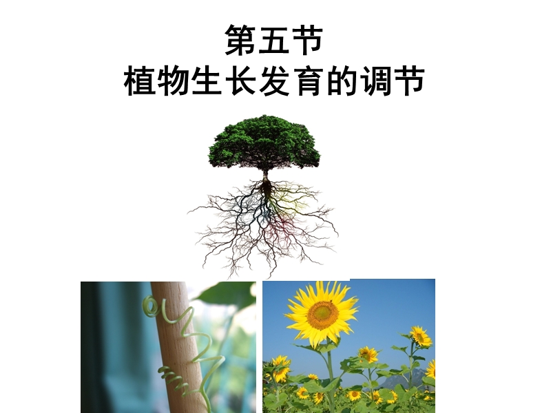 【沪科版】高中生命科学第二册：5.5《植物生长发育的调节》课件1_第2页