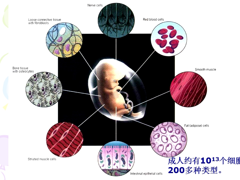 【沪科版】高中生命科学第二册：7.4《细胞分化和植物细胞的全能性》课件2_第2页