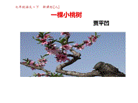 【人教部编版】语文七年级下册：第18课《一棵小桃树》课件