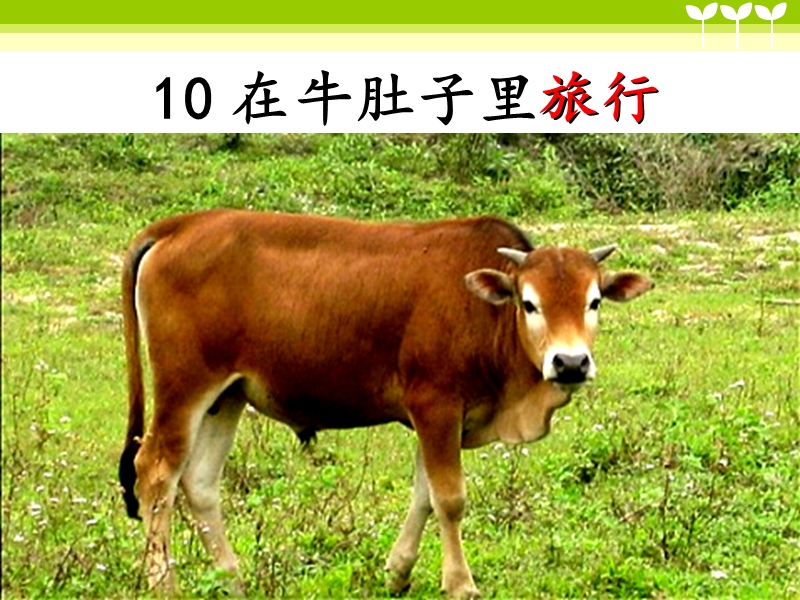10 在牛肚子里旅行课件3_第2页