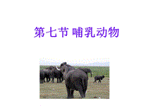 【鲁科版】生物八年级上册：7.1.7《哺乳类》课件1