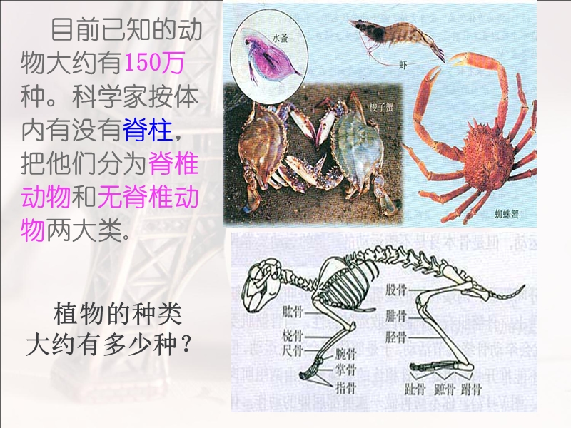【鲁科版】生物八年级上册：7.1.1《腔肠动物和扁形动物》课件4_第3页