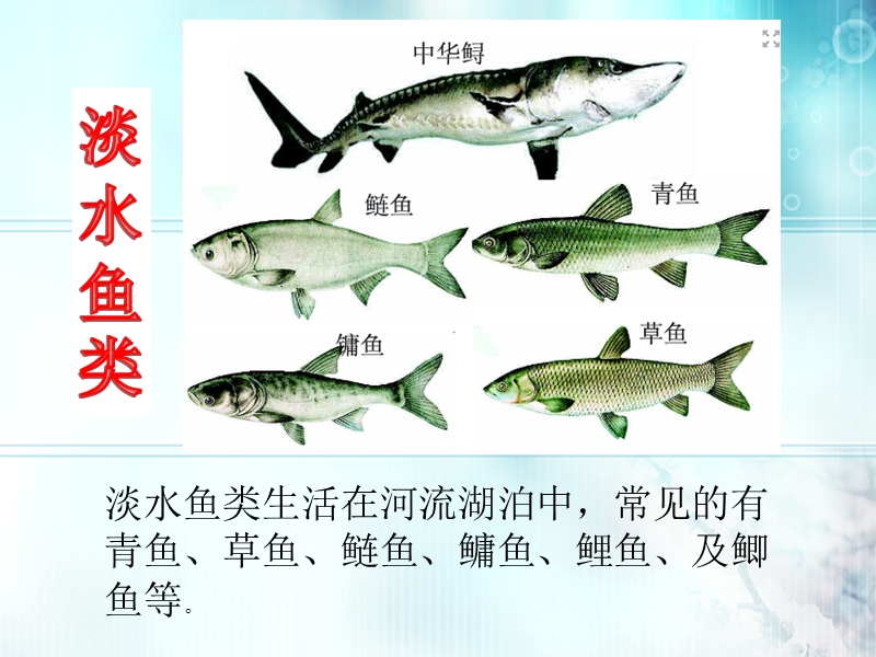 【鲁科版】生物八年级上册：7.1.4《鱼类》课件_第2页