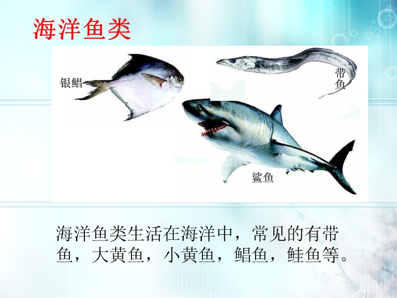 【鲁科版】生物八年级上册：7.1.4《鱼类》课件_第3页