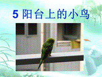 【语文S版】语文一年级下册：第5课《阳台上的小鸟》课件（2）