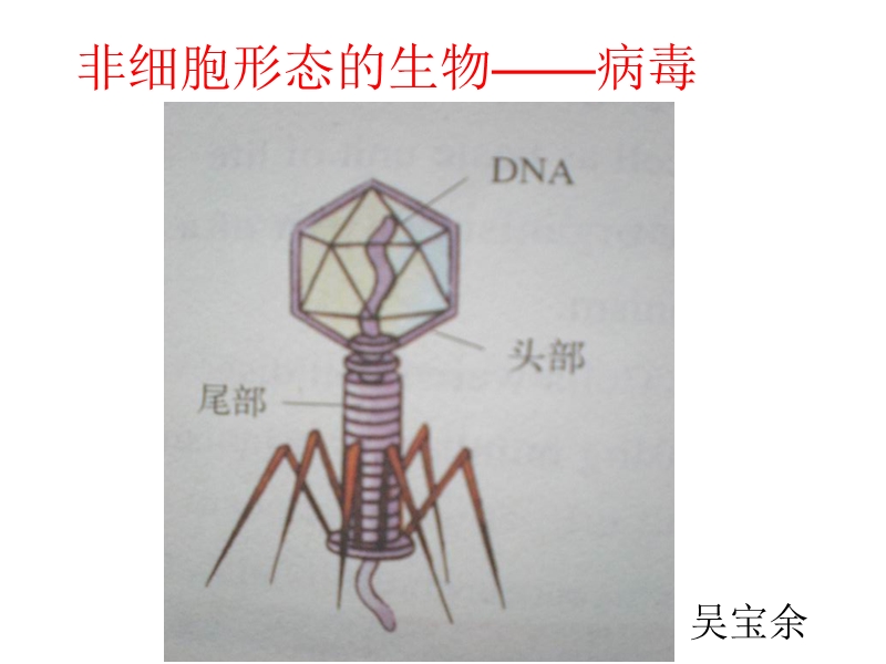 【沪科版】高中生命科学第一册：3.3《非细胞形态的生物-病毒》课件3_第1页
