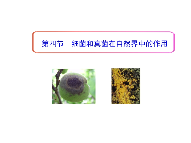 5.4.4 细菌和真菌在自然界中的作用 课件_第1页