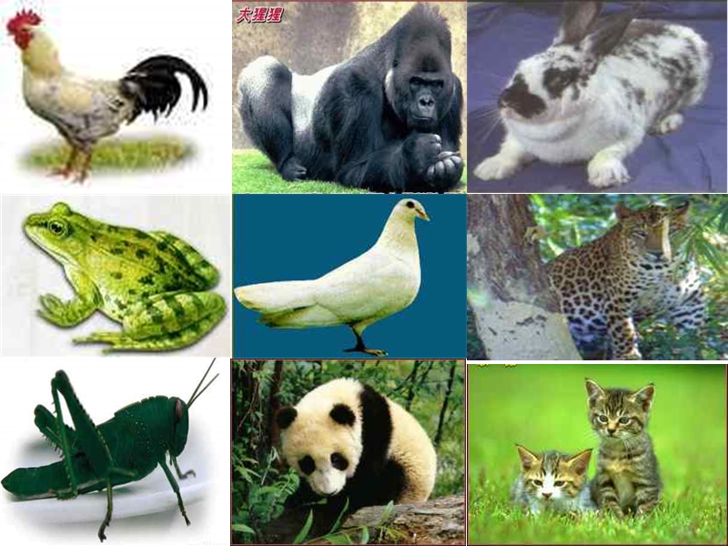 【鄂教版】科学五年级下：第5课《动物的繁殖》课件_第3页