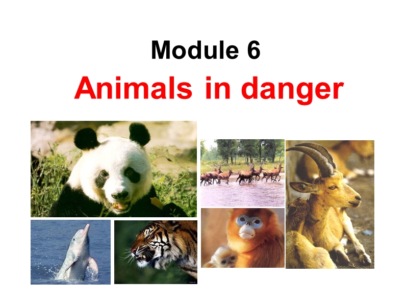 外研版英语八年级上Module6-Unit2-The WWF is working hard to save them all课件_第1页