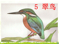 【语文S版】三年级上册：第11课《翠鸟》ppt课件（24页）