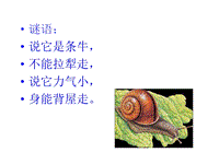 【教科版】科学三年级上册：2.2《蜗牛一》课件（1）
