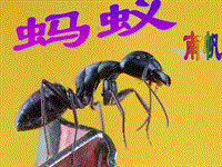 【北师大版】语文八年级上册：第4课《蚂蚁》课件（2）