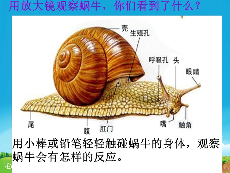 【教科版】科学三年级上册：2.2《蜗牛一》课件（2）_第3页