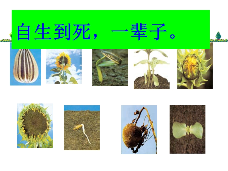 【教科版】科学三年级上册：1.7《植物的有哪些共同特点》课件（5）_第3页