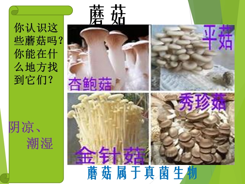 【鄂教版】科学五年级上：第4课《蘑菇》课件（4）_第3页