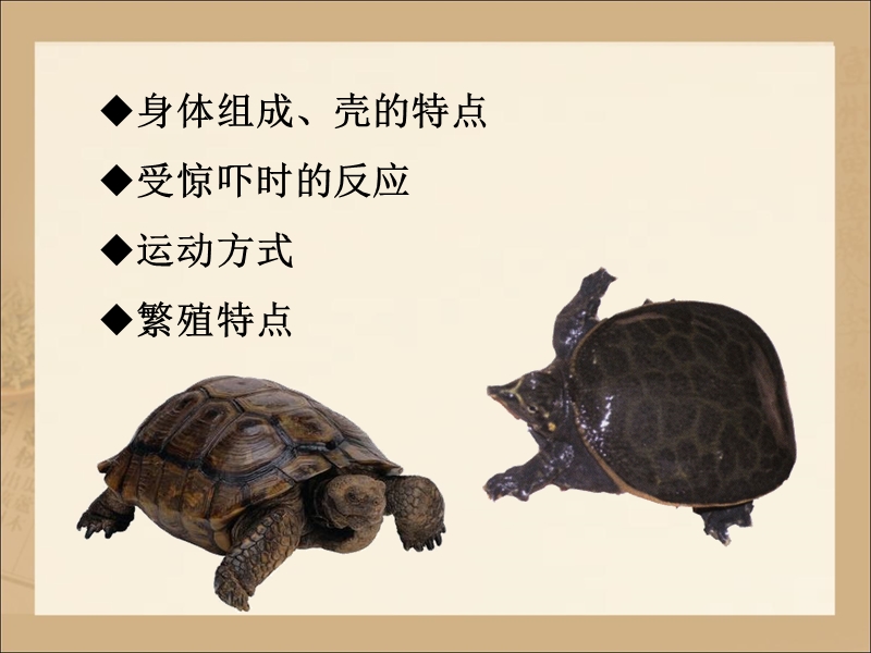 【鄂教版】科学五年级上：第10课《龟和鳖》课件（2）_第3页