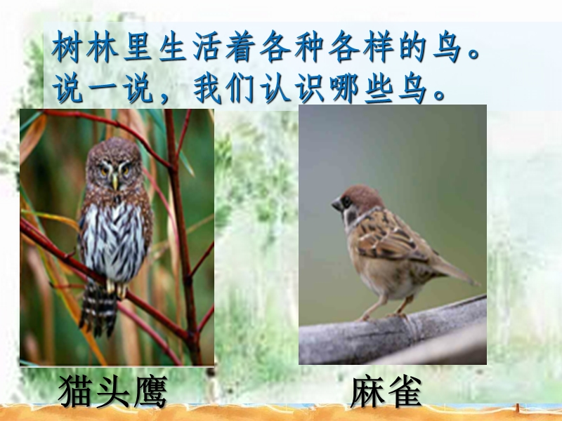 【鄂教版】科学五年级上：第5课《林中的鸟》课件（3）_第2页
