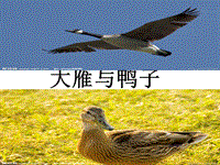 【冀教版】语文七年级上册：第4课《大雁与鸭子》课件（1）